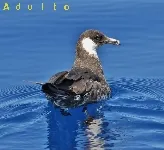 Stercorarius pomarinus