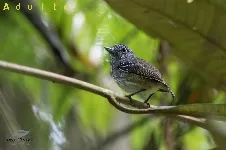 Dysithamnus striaticeps