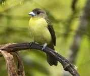 Ramphocelus flammigerus