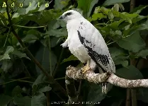 Pseudastur albicollis