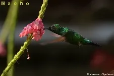 Chlorostilbon assimilis