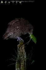 Megascops guatemalae