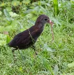 Laterallus albigularis