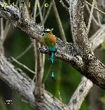 Eumomota superciliosa