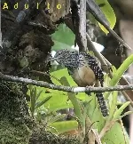 Campylorhynchus zonatus