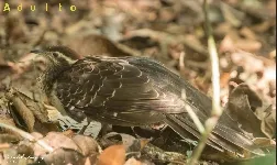 Dromococcyx phasianellus