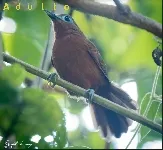 Gymnocichla nudiceps