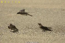 Stelgidopteryx serripennis