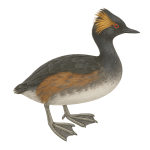 Zambullidor cuellinegro