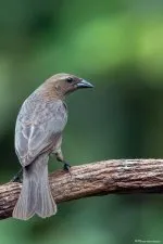 Molothrus bonariensis