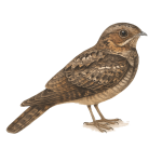 Chotacabras norteño, chotacabras ruidoso