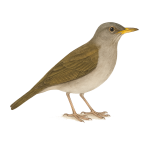 Yiguirro de montaña, mirlo vientriblanco