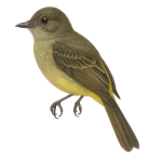 Mosquerito lomiamarillo