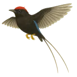 Chiroxiphia linearis