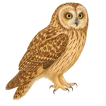 Lechuza, lechuza campestre