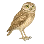 Lechuza terrestre, lechuza llanera