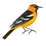 Cacique veranero (zona central)