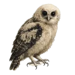 Strix virgata